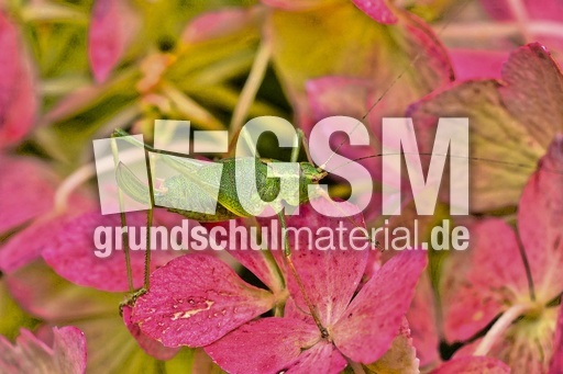 Kurzflügelige Schwertschrecke (1).jpg